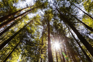 Beautiful View looking up the Rain Forest during a vibrant sunny springtime day. Taken in Squamish, near Vancouver, British Columbia, Canada.