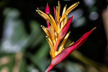 Bright tropical flower