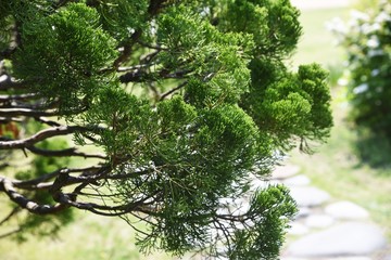 Fototapeta premium Juniperus chinensis 'Kaizuka' / Cupressaceae evergreen coniferous tree