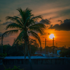 sunset palm sun tree roof tropical sky sun silhouette natural landscape summer dusk miami florida © Alberto GV PHOTOGRAP