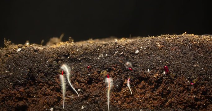 Time Leps micro green beets. Video of sprouting beet grain. Fresh, flowering stems, root, origin of life.