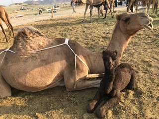 camel in the desert