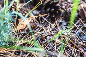 Thicket summer ground in forest covered with needles. Pine cones, twigs and needles on ground. Woodland ecosystem.