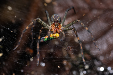 Spider (Aglaoctenus sp.) with a leafhopper (Cicadellidae) on its spiderweb.