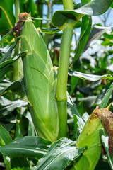 【青森県岩木山麓のだけきみ】津軽ではとうもろこしを「きみ」と言います。