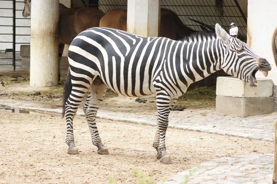 Zebra