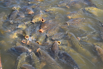 池で餌付け中の鯉