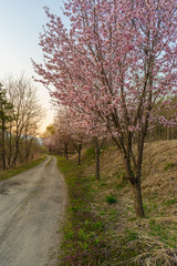 Rural road with blooming sakura trees
