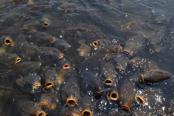 池で餌付け中の鯉
