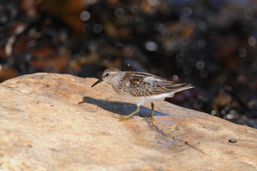 Least Sandpiper