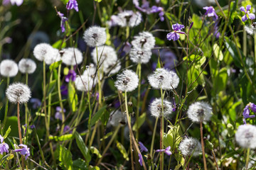 Obraz premium Dandelions grow on the grass in the park