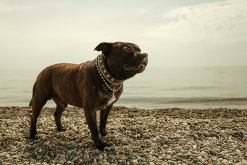 
Staffordshire Bull Terrier plays on the beach