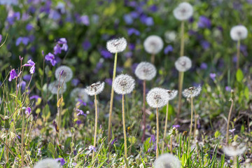 Dandelions grow on the grass in the park