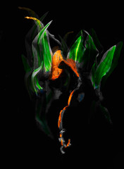 Obraz premium abstract image of plant leaves on a black background