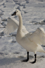 Tundra Swan