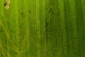Tractor marks in a grass field - aerial view