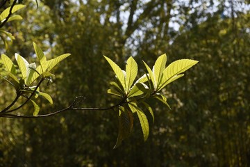 Laquat tree / Rosaceae evergreen fruit tree