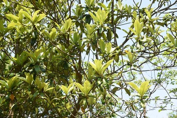 Laquat tree / Rosaceae evergreen fruit tree