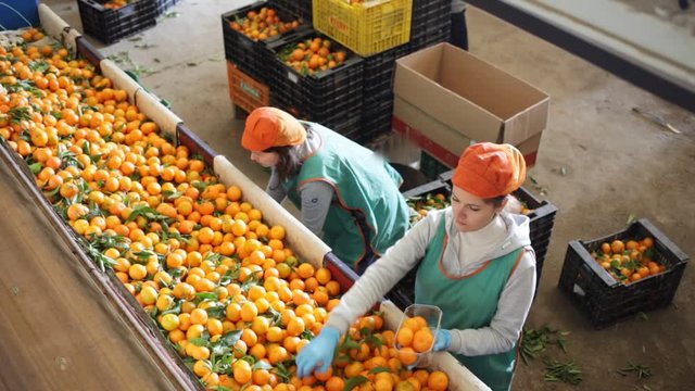 Cheerful female workers sort tangerines on the producing sorting line at fruit warehouse