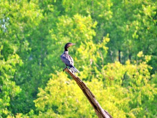 AVES