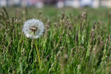 dandelion background