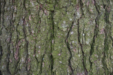 Oak texture