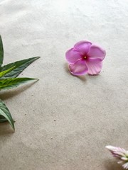 Fototapeta na wymiar pink frangipani flowers