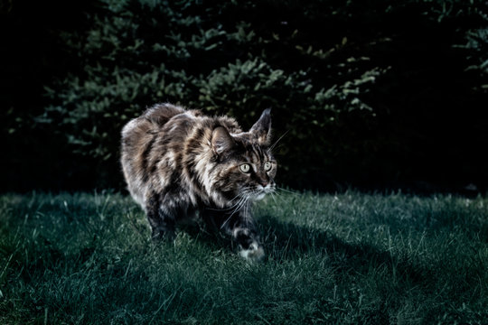 Maine Coon cat hunts at night. Night portrait of a cat prowling in the grass in the night garden. Front view, moonlight, semi-darkness, dark background