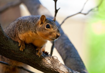 Naklejka na ściany i meble squirrel in tree