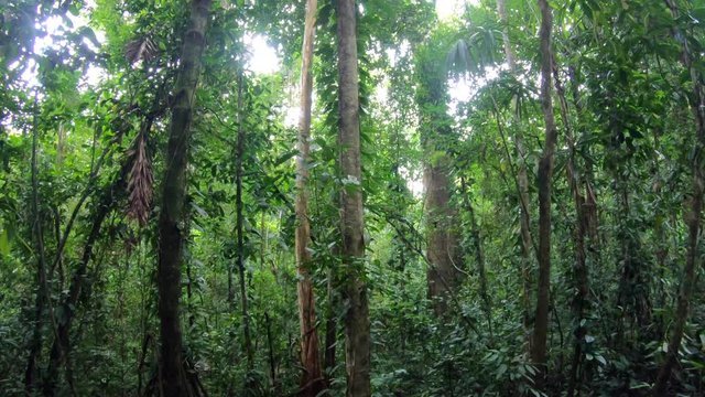 View of dense rain forest of Darien or Darién National Park in Panama, World Heritage Site with wild nature, impassable rainforest, thick jungle and trees. Travel in Central and South America