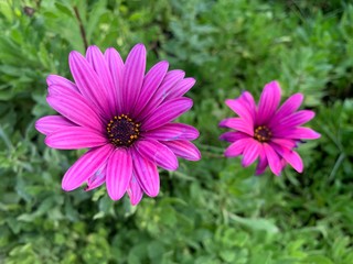 Obraz premium flores