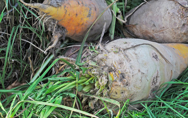 Freshly harvested organic beets (beta vulgaris) on the field, selective focus