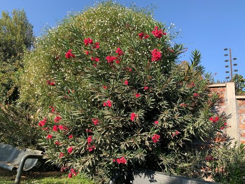 &aacute;rbol floreado