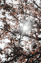autumn in the forest