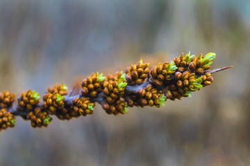 Young blossoming spring shoots of a plant on a blurred natural background.