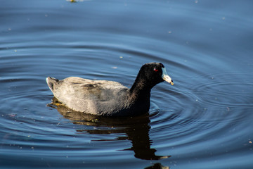 American coot