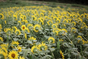 Obraz premium ひまわり畑