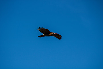Red shouldered hawk