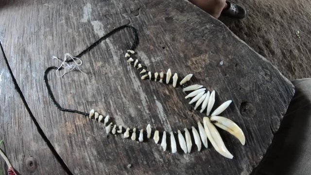 Necklace made of jaguar and monkey teeth by Kuna Indians of Darien or Dari&eacute;n National Park in Panama, World Heritage Site with nature, rain forest, wildlife and wild animals. Central Latin America