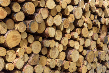 Fototapeta premium Stack of wooden logs as a background