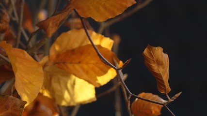 Herbstliche Blätter
