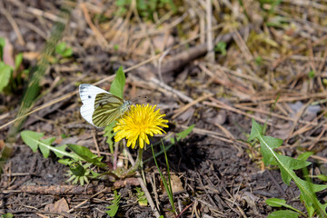 Butterfly on flowerhead of field milk thistle