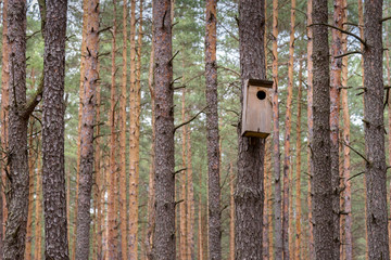 Birdhouse on the tree in a forest