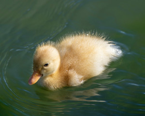 Duckling In Water