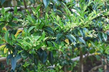 Nageia nagi (Podocarpus nagi) tree / Podocarpaceae evergreen coniferous tree