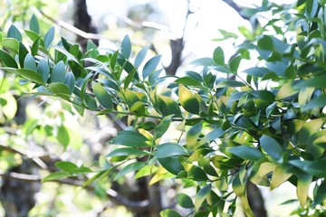 Nageia nagi (Podocarpus nagi) tree / Podocarpaceae evergreen coniferous tree - obrazy, fototapety, plakaty