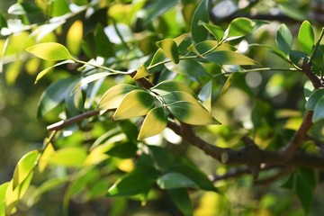 Nageia nagi (Podocarpus nagi) tree / Podocarpaceae evergreen coniferous tree
