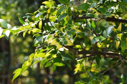 Nageia nagi (Podocarpus nagi) tree / Podocarpaceae evergreen coniferous tree