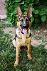 German Shepard