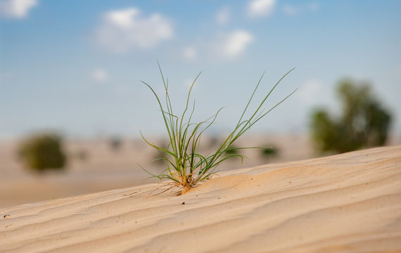 Desert Landscape. Grass Sprouts In Focus On A Sand Dune In The Foreground